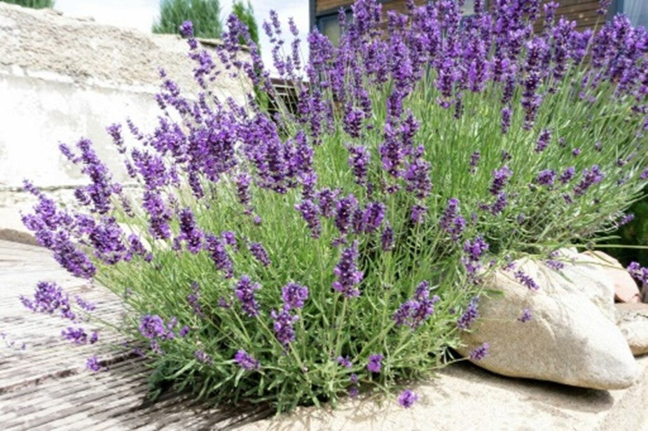 Speltex Kissen Hirse - Lavendel